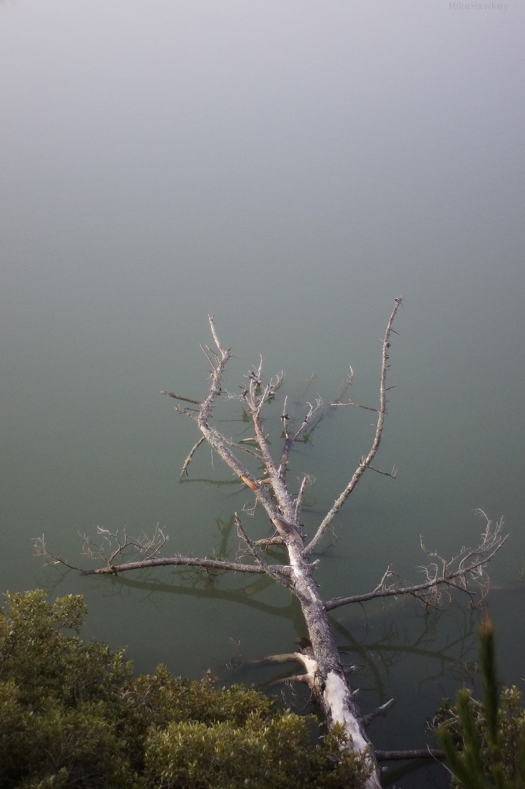 Tree in the Still Water