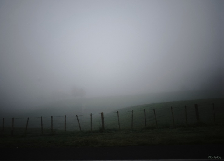Fog in the Morning