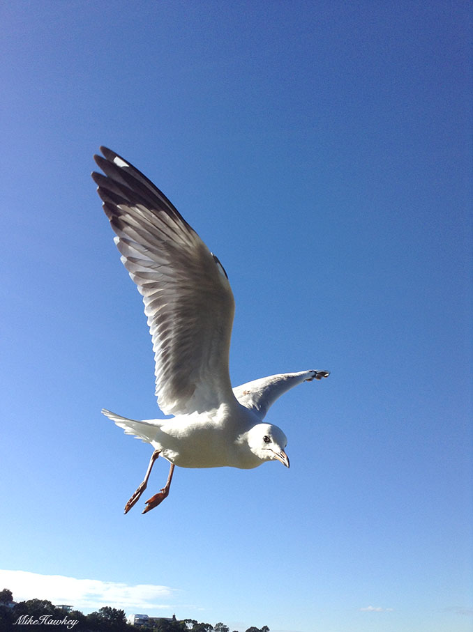 seagull5